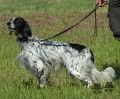 Setter Anglais NOLO DEL ZAGNIS Setter Anglais NOLO DEL ZAGNIS